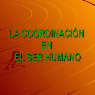 La coordinación en el ser humano