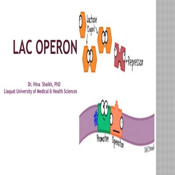 Lac Operon, Metabolic Reactions of Lactoses | PPTX