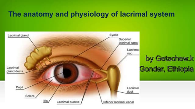 anatomy And Physiology of tear film | PDF