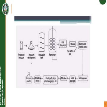 lactic acid microbial production of proteas enzyme  ppt.pptx