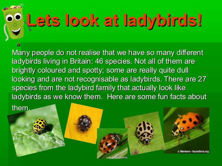 Lady bird beetle insect diagram 