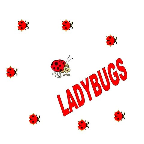 Ladybugs