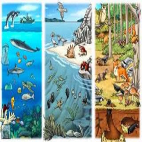 organizacion de los seres vivos en un ecosistema