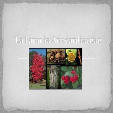 La familia anacardiaceae