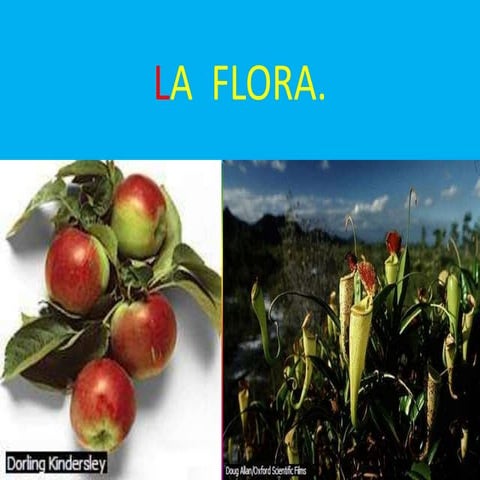 La  flora  DE  SAN   MIGUEL