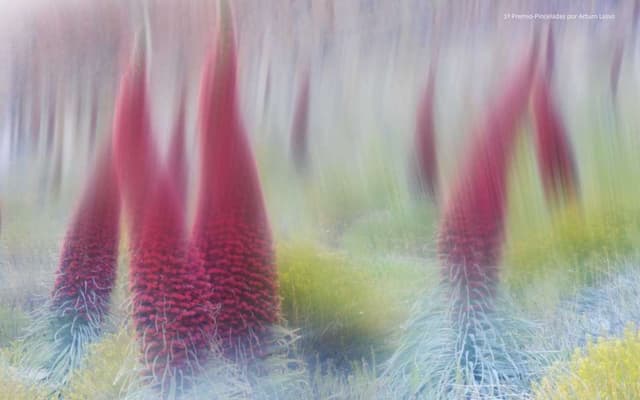 La Floración del Tajinaste- The Blo...