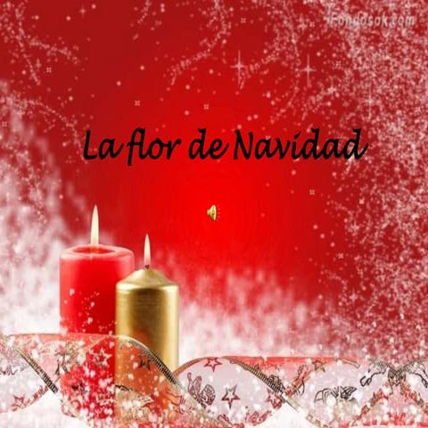 La flor de navidad