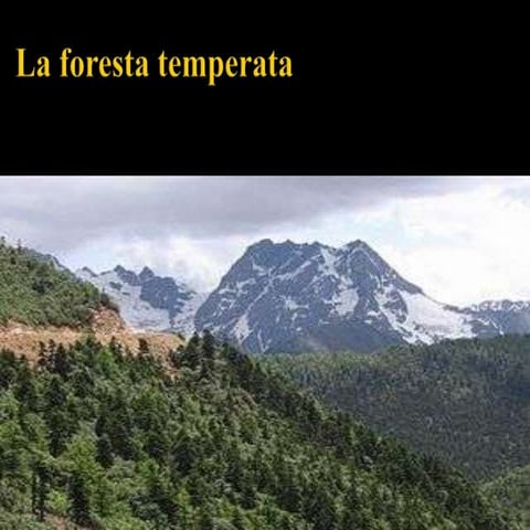 La foresta temperata
