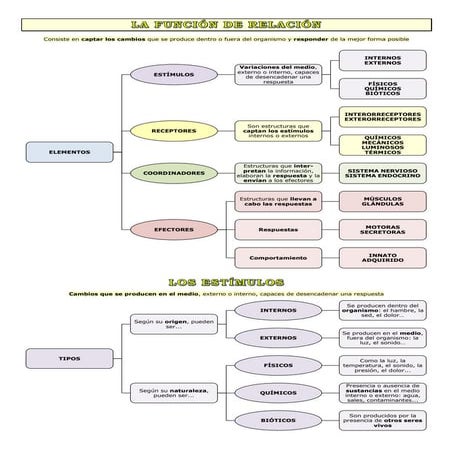 La función de relación 2 eso