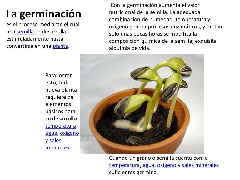 La germinacion