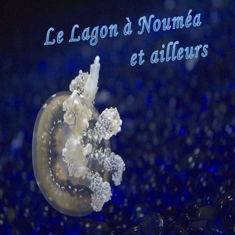 Lagon | PPS