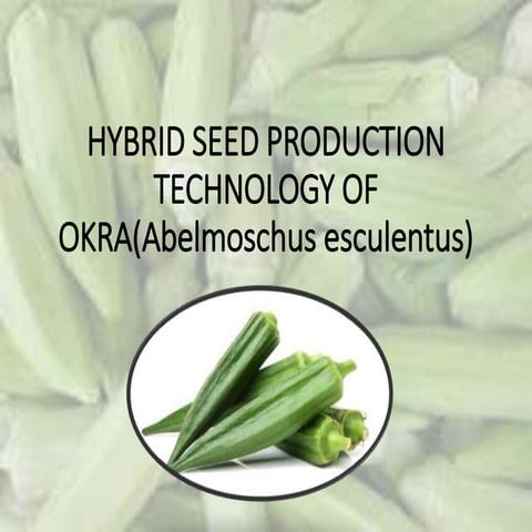 Seed production of okra( lady's finger )
