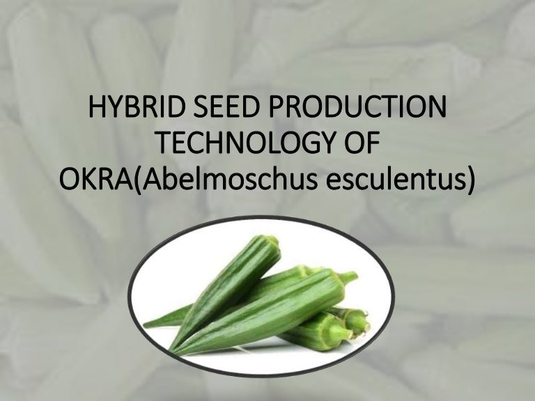 HYBRID SEED PRODUCTION OF OKRA