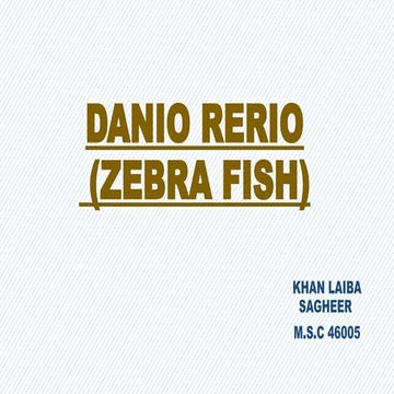 Laiba detailed ppt on danio rerio ( zebra fish).pptx