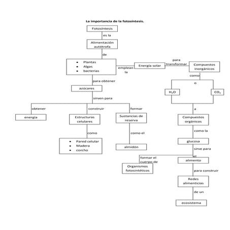 La importancia de la fotosíntesis