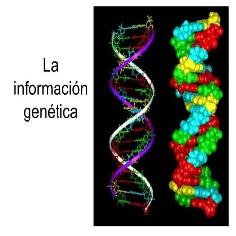 La información genética