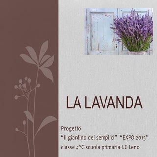 La lavanda
