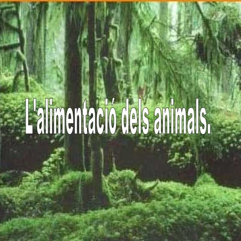 L’Alimentació Dels Animals