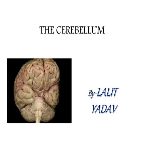CEREBELLUM- with clinical and radiology