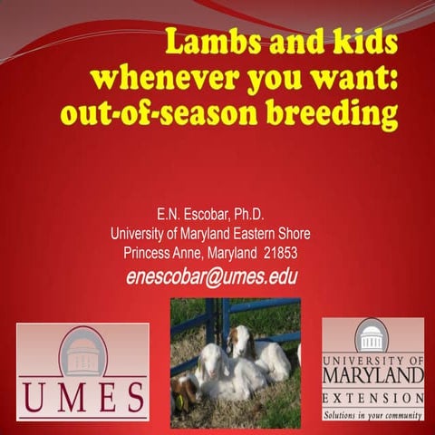 Lambs and Kids Whenever Your Want