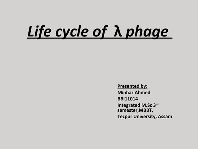 Lamda phage
