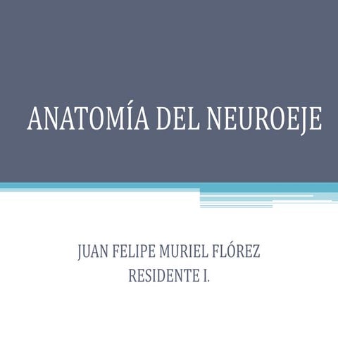 La médula espinal, menínges medulares e irrigación