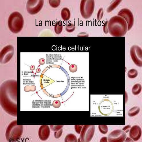 La meiosis i la mitosi