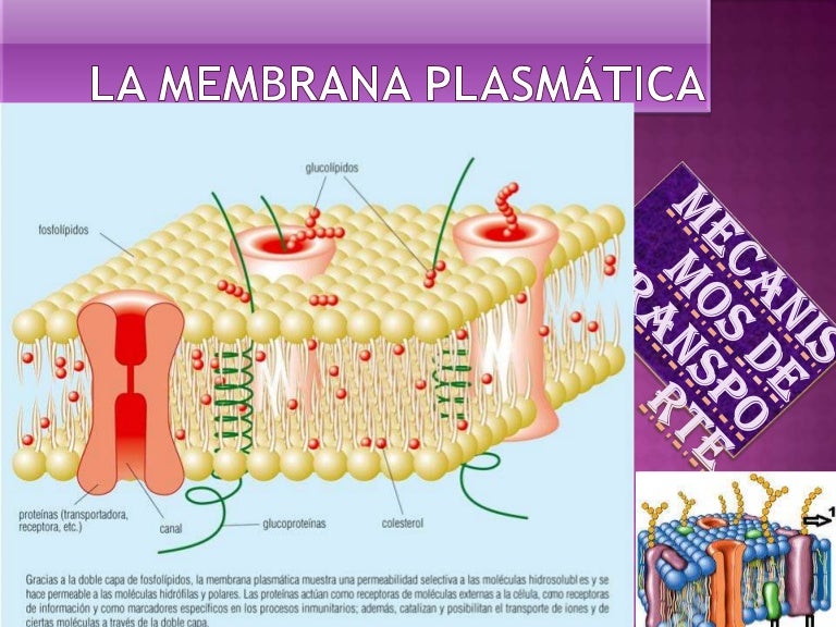 La membrana plasmática biologia