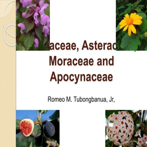 Lamiaceae, asteraceae, moraceae and apocynaceae