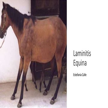 Laminitis Equina