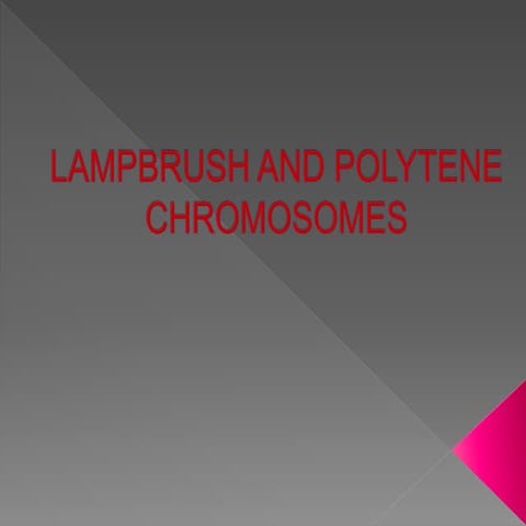 Lampbrush and polytene chromosome