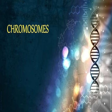 Lampbrush chromosome,chromosomes structure.giant chromosomes lambrush chromos...