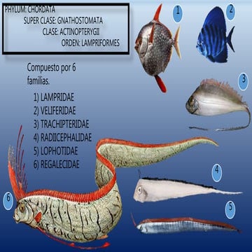 Peces: Orden Lampriformes (Peces Luna, Ophas)