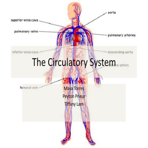 Circulatory System