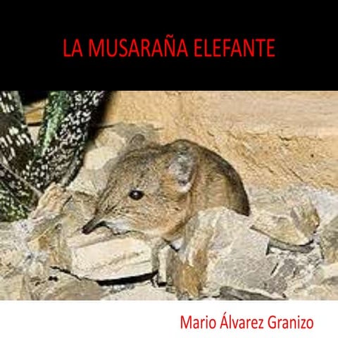 La musaraña elefante ( Por Mario)