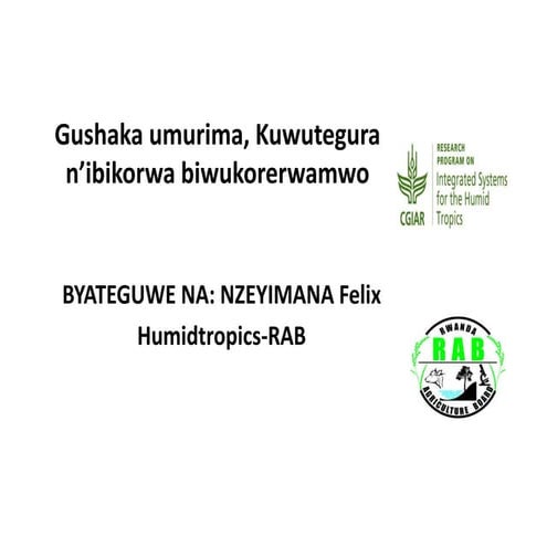 Land preparation and potato planting