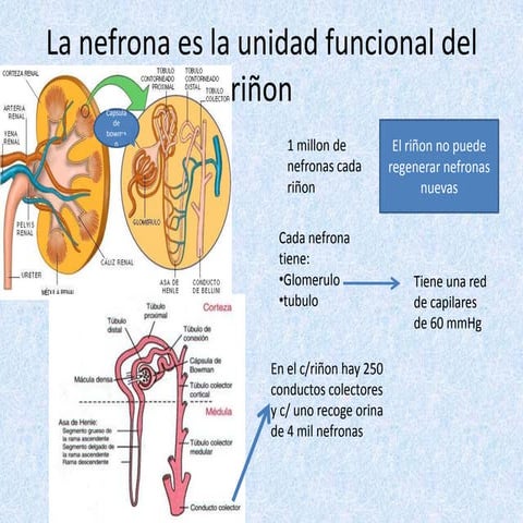 La nefrona es la unidad funcional del riñon