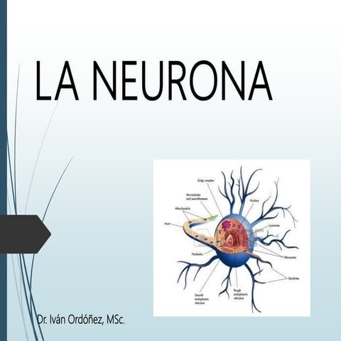La neurona...