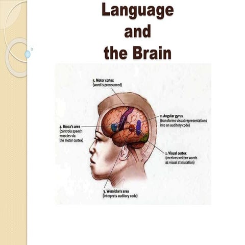 Lateralization, Language,& Split Brain | PPTX