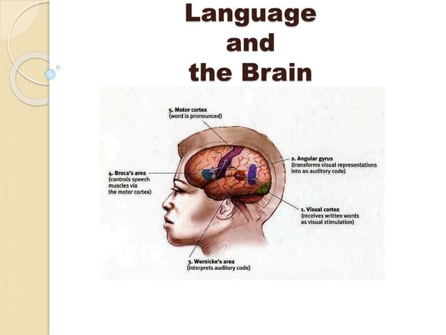 Lang. and the brain the best one