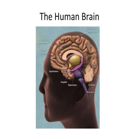 Language and the brain