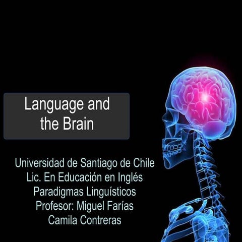 Language and the brain camila contreras