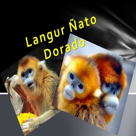Langur ñato dorado
