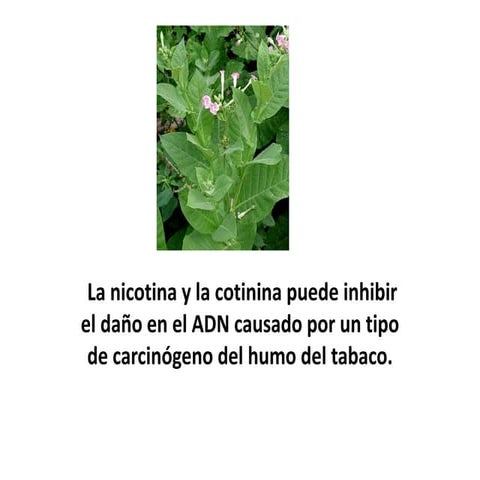 La nicotina y la cotinina puede inhibir el daño en el adn causado por un tipo...