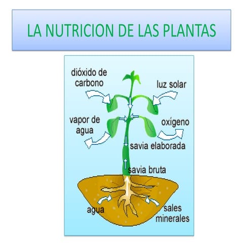 La nutrición de las plantas