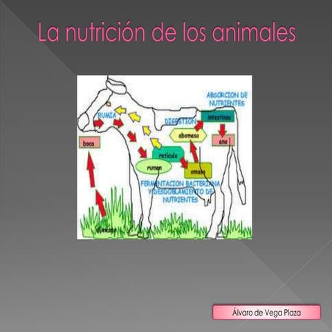 La nutrición de los animales | PPT
