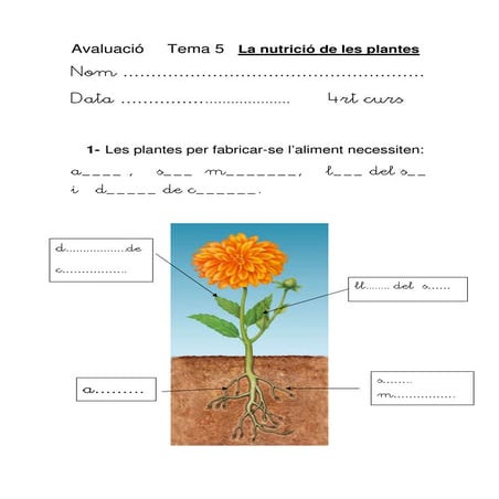 La nutricio de les plantes. Avaluació.