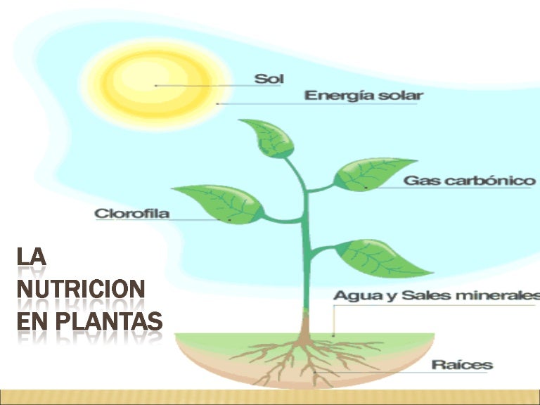 La nutricion en plantas