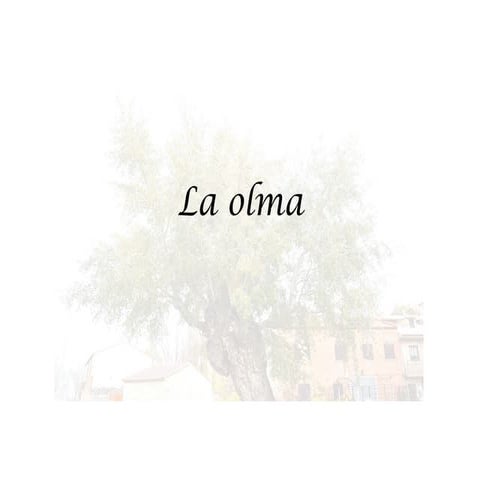 La olma de la fuente de Fuentemolinos