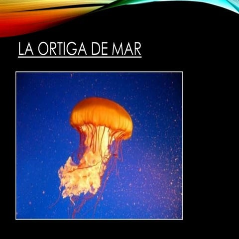 La ortiga de mar (1)